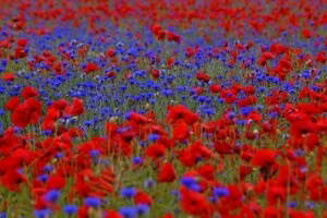 poppies-cornflowers-field-blue-red-meadow
