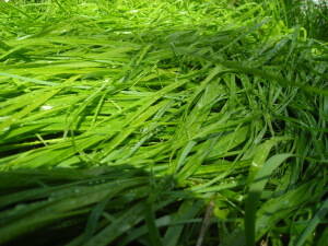 Sweet_Grass